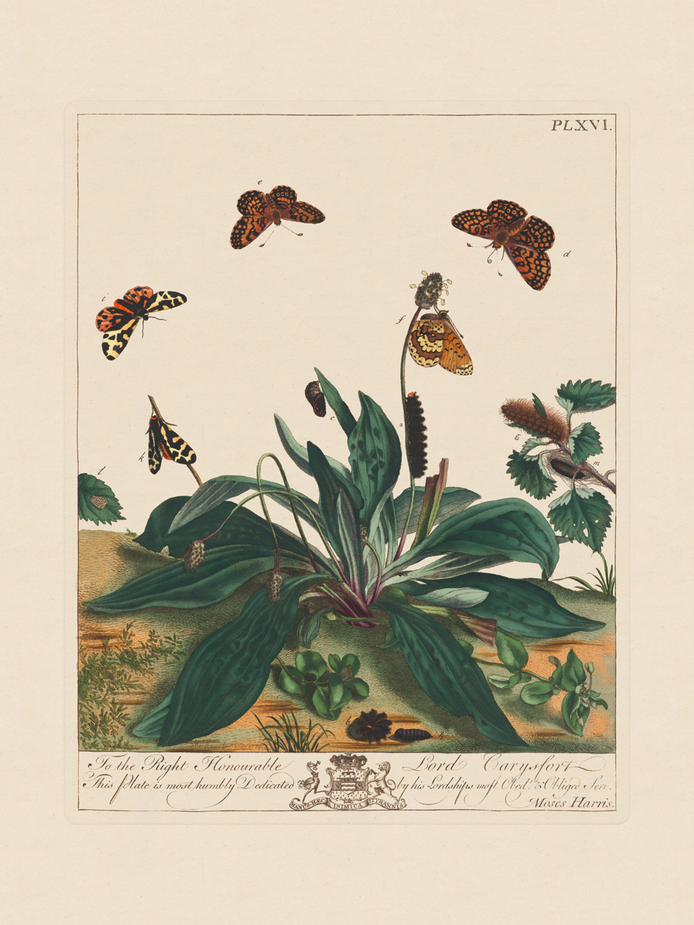 Moses Harris Insects : Nostalgia Fine Art - Antique Prints - Giclee ...