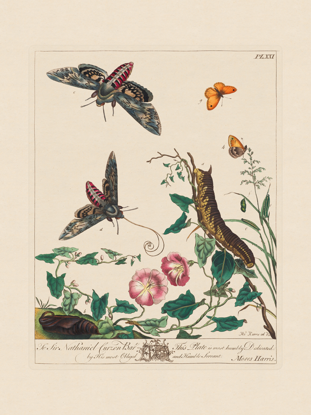 Moses Harris Insects : Nostalgia Fine Art - Antique Prints - Giclee ...