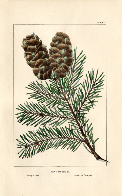 Douglas Fir [N. America Sylba Pine Cone 9] - $45.00 : Nostalgia Fine ...