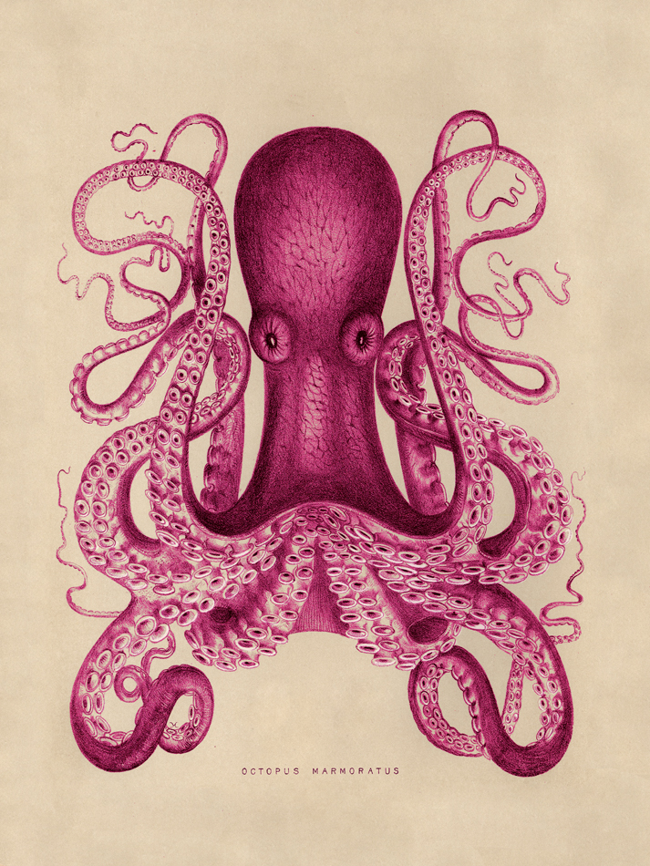 Octopi : Nostalgia Fine Art , Antique Prints - Giclee Prints