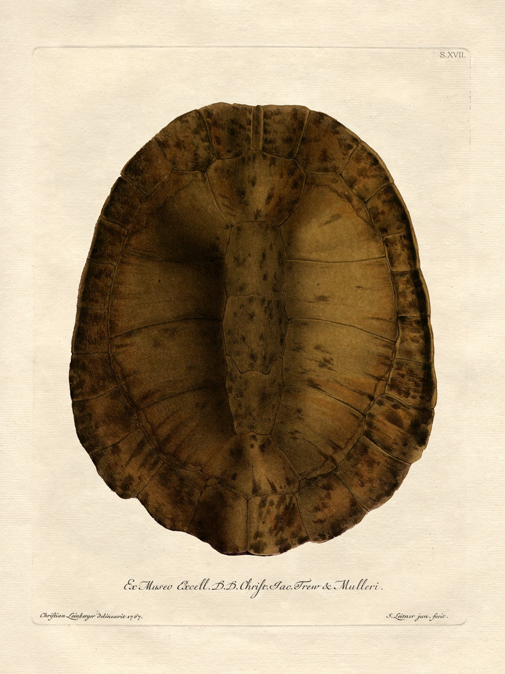 Turtle Shells : Nostalgia Fine Art , Antique Prints - Giclee