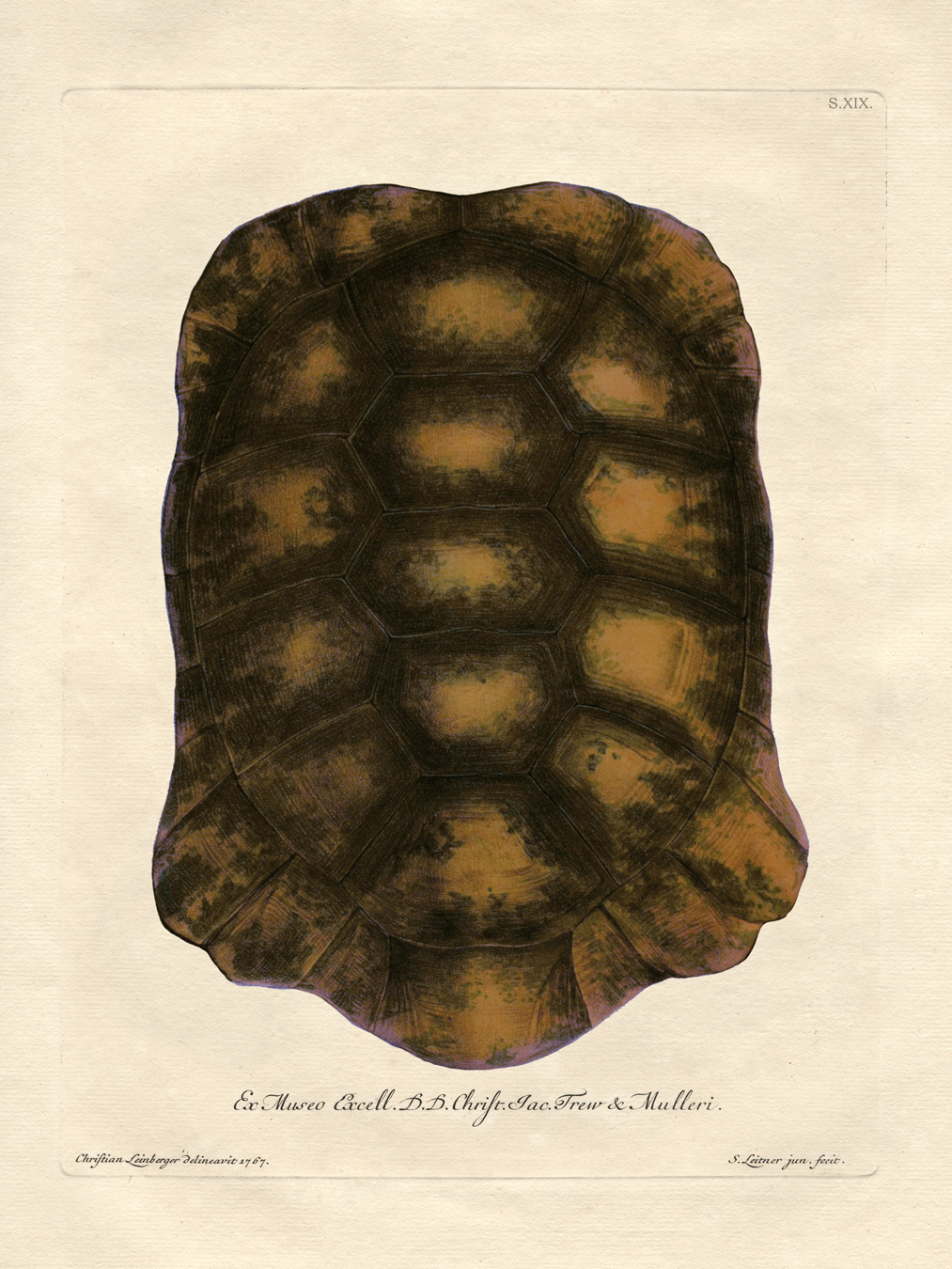 Turtle Shells : Nostalgia Fine Art , Antique Prints - Giclee Prints -  Framed Art