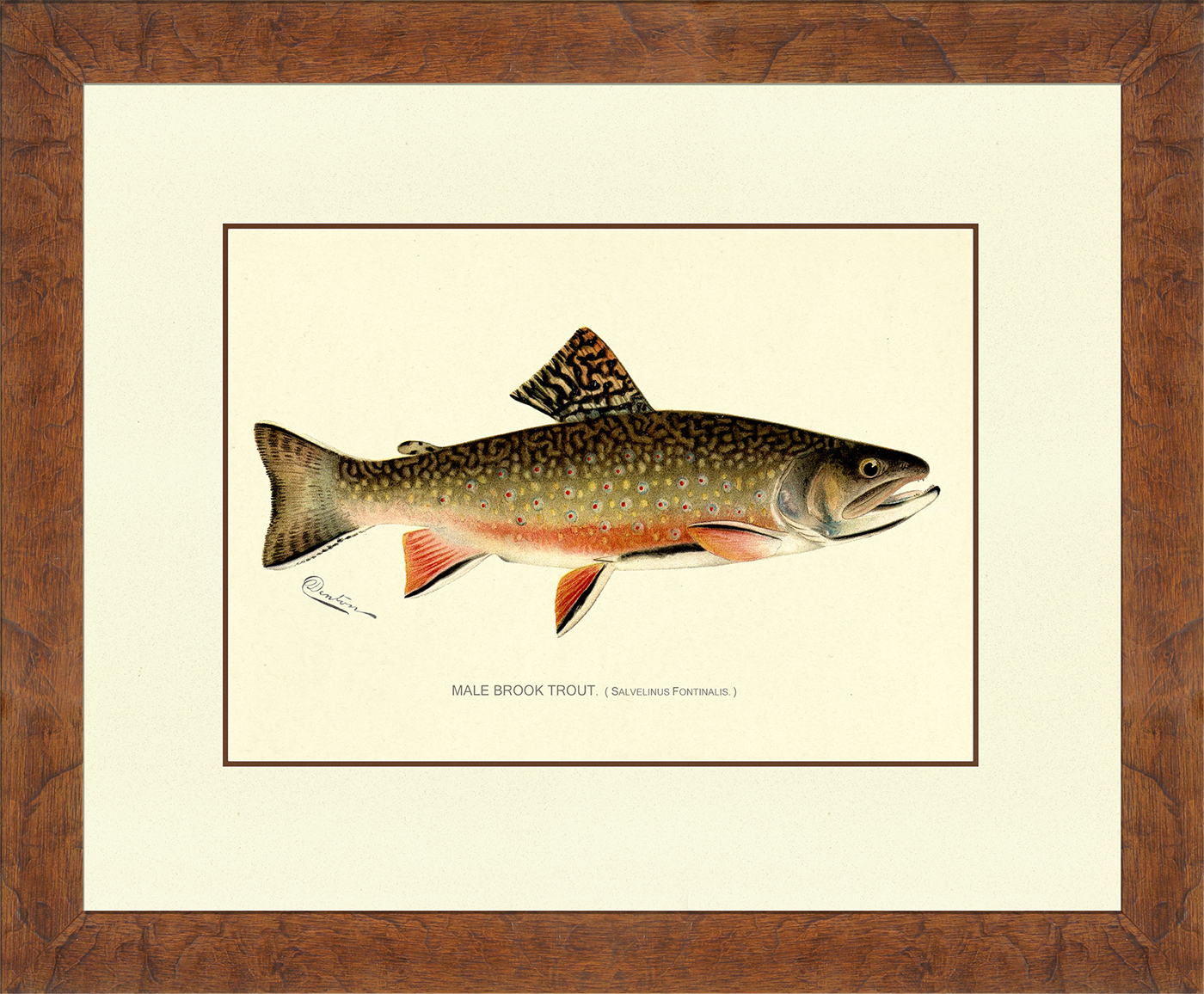 Denton Fish Prints : Nostalgia Fine Art - Antique Prints - Giclee ...