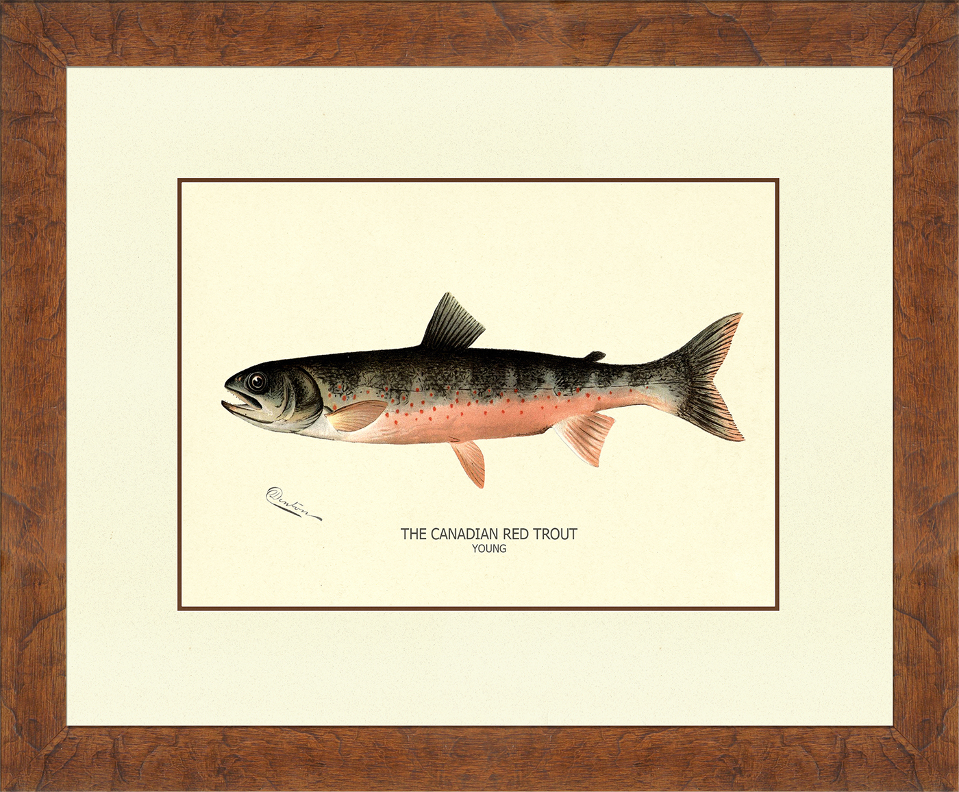 Denton Fish Prints : Nostalgia Fine Art , Antique Prints - Giclee Prints - Framed  Art
