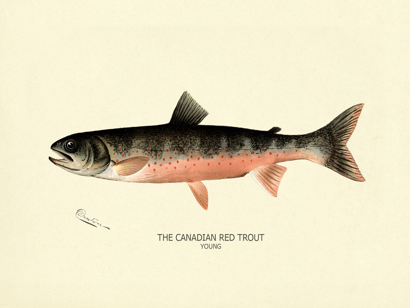 Canadian Red Trout Print, Fish Print - Trout Triptych Poster Art - Denton  Fish Wall Art - Fisherman Gift Ideas - AliExpress