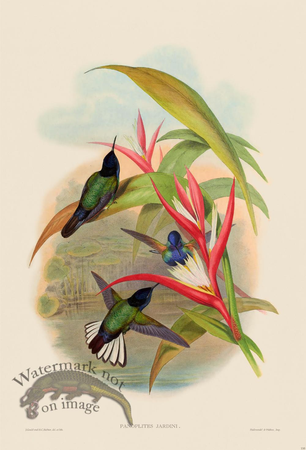 Gould Hummingbird 110 [Gould Hummingbird 110] - $45.00 : Nostalgia Fine ...