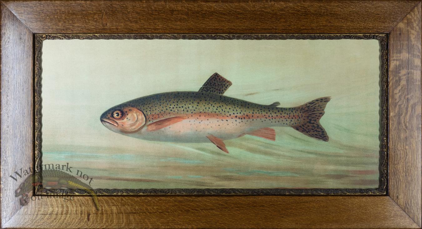 Rainbow Trout in Antique Frame [AFG_109 Trout] - $1,295.00 : Nostalgia ...