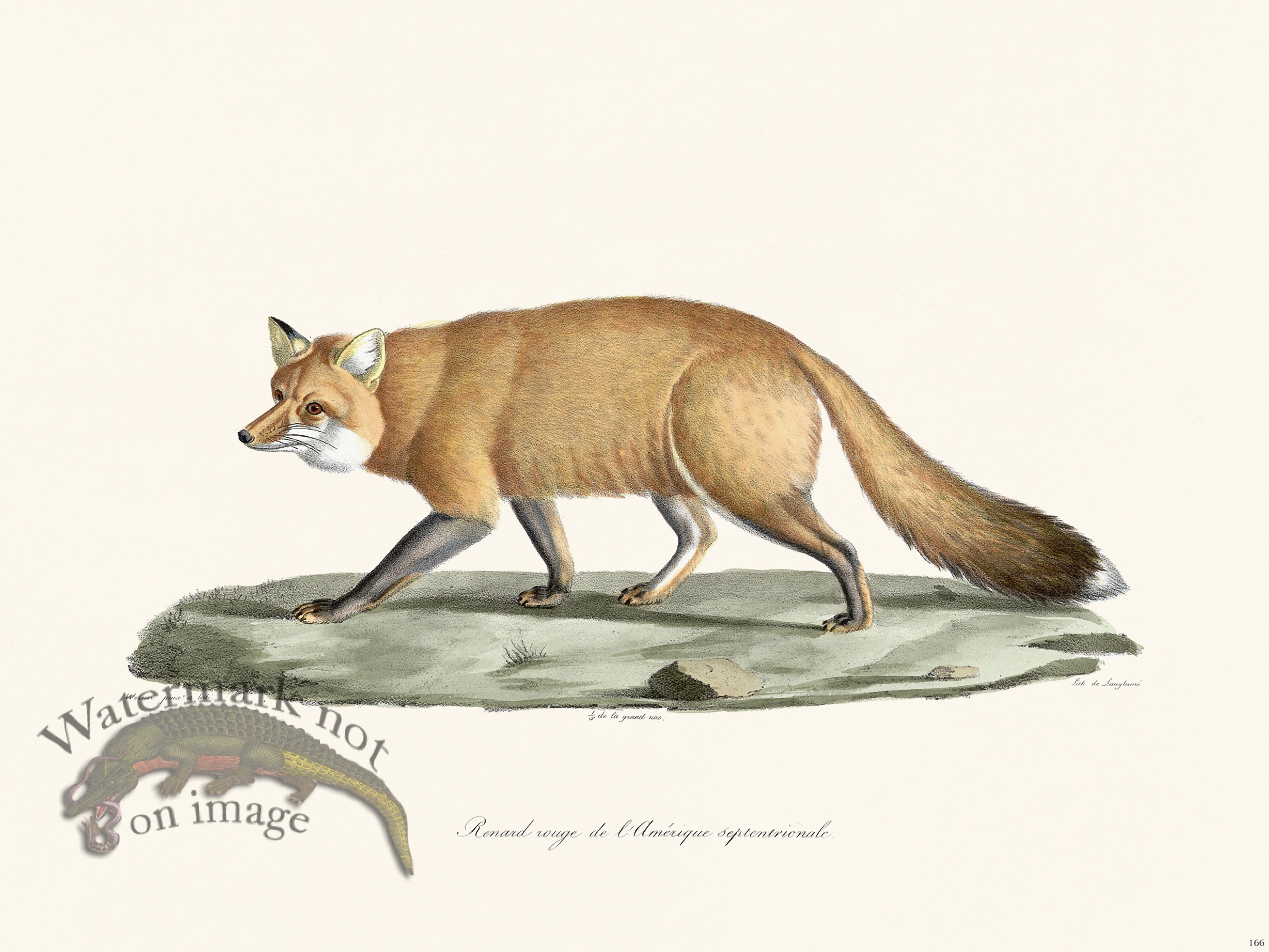 Cuvier 166 Red Fox Nth America [Cuvier 166 Red Fox Nth America] - $45.00 :  Nostalgia Fine Art , Antique Prints - Giclee Prints - Framed Art