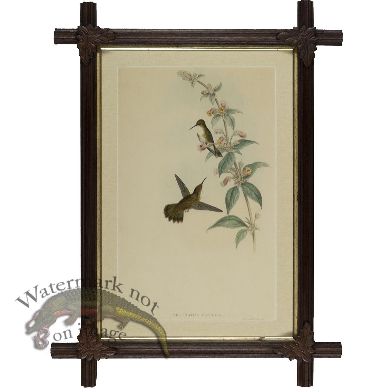 Gould Hummingbird in Antique Frame [AF Gould Hum Blk Frst ...