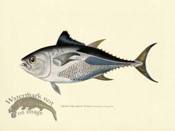 Giant Bluefin Tuna III Print