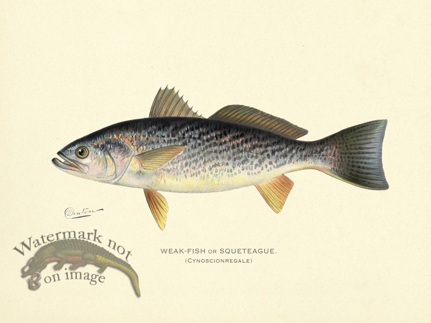 Weak Fish or Squeteague [Weak Fish or Squeteague] - $45.00 : Nostalgia ...