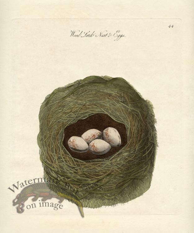 Woodlark Nest Eggs [Woodlark Nest Eggs] - $35.00 : Nostalgia Fine Art ...