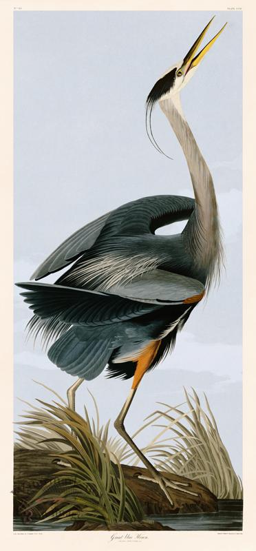 211 Great Blue Heron Head Up [211 Great Blue Heron Head Up] - $300.00 ...