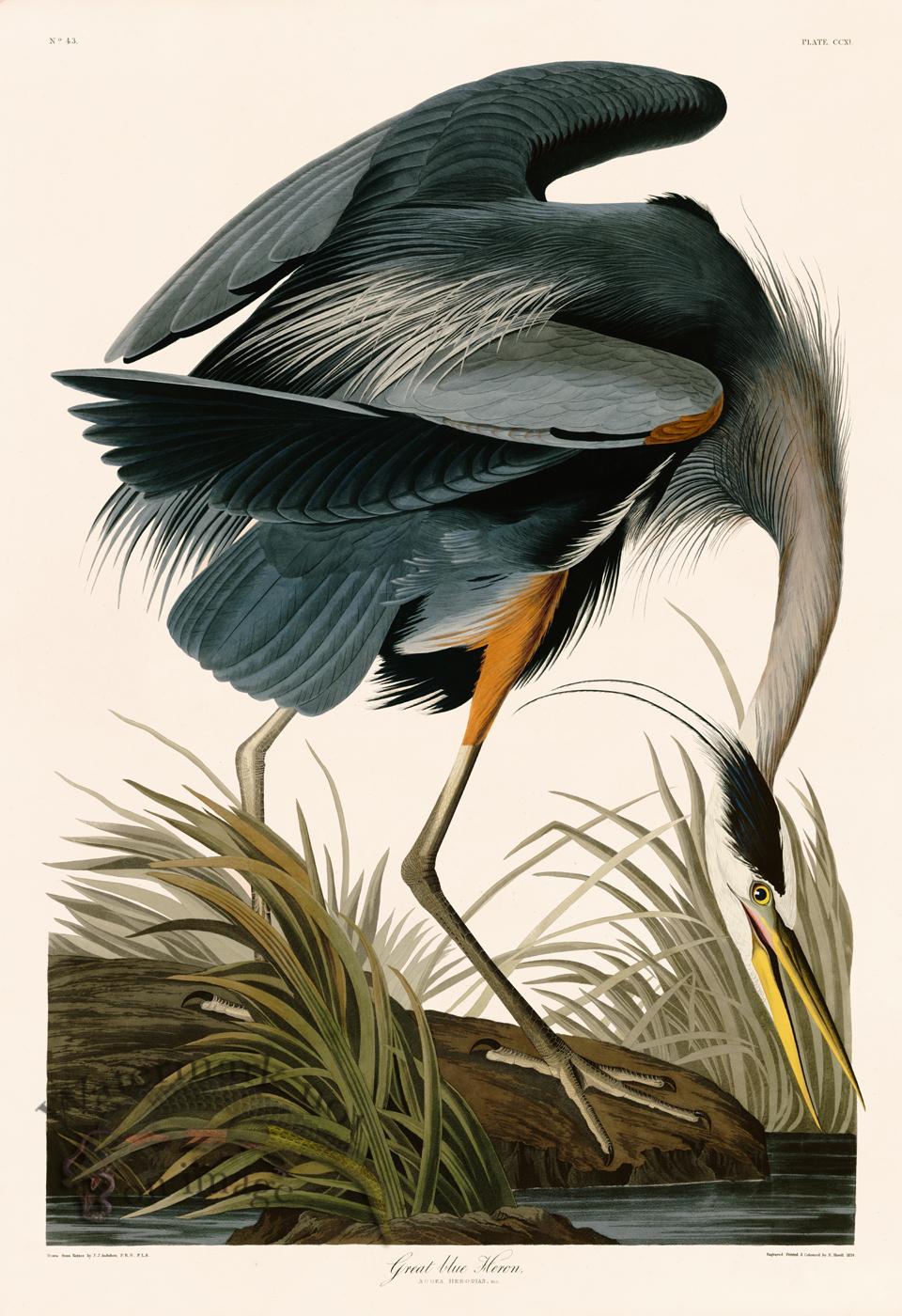 211 Great Blue Heron [211 Great Blue Heron] - $100.00 : Nostalgia Fine ...